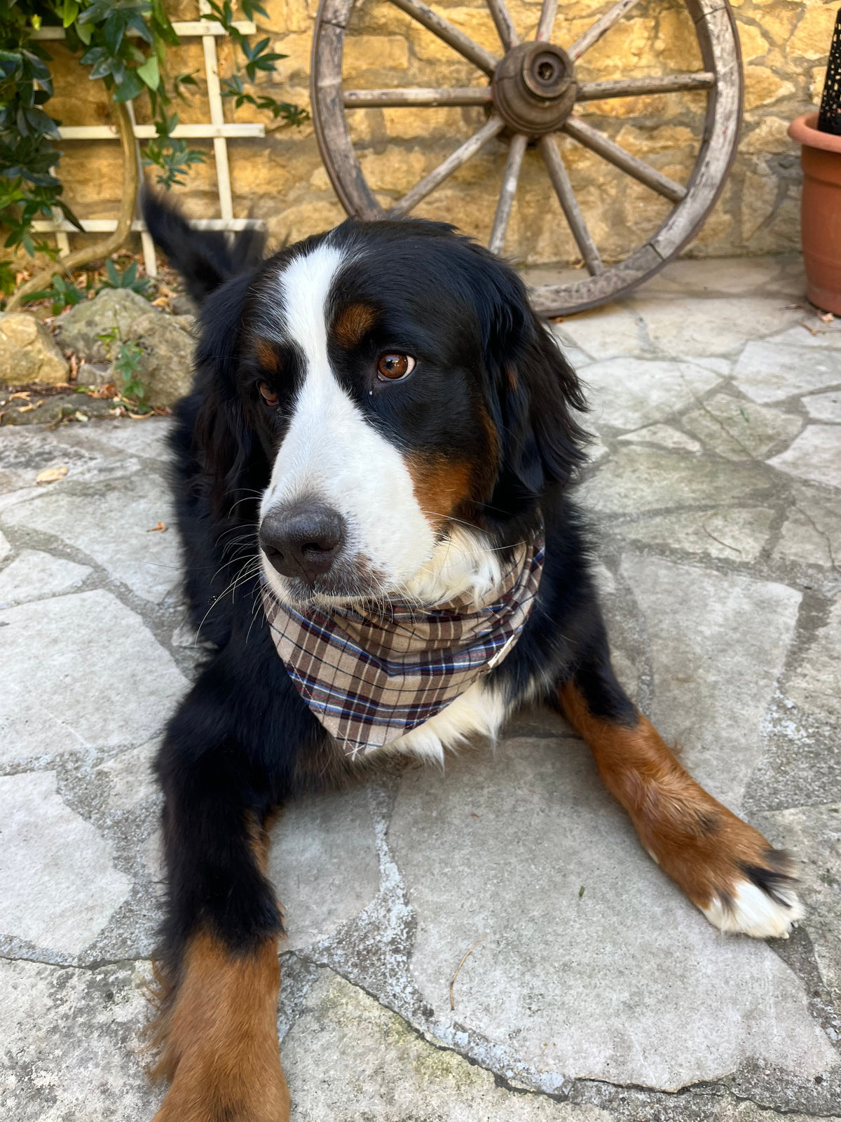 Accessoires pour chien