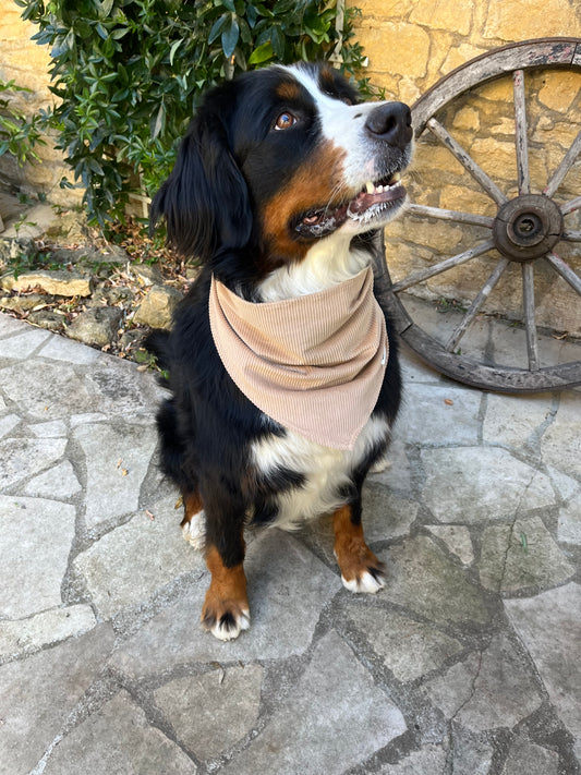 Bandana pour chien "Noisette" CAFIDE